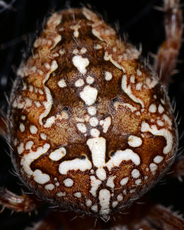 Araneus diadematus